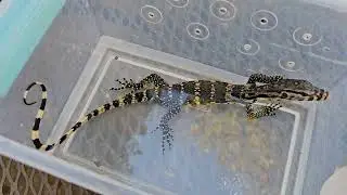 Water Monitor #24wmwb02