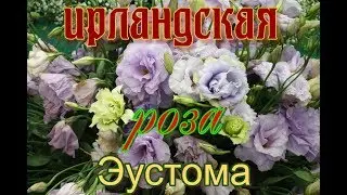 #Эустома