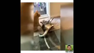 Как сломать кота🐈