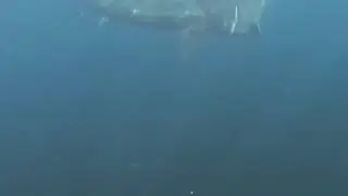 RARE BASKING SHARK FOOTAGE | Lofoten | EL-GE Sportfiske