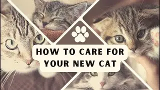 How to Care for Your New Cat