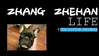 张哲瀚Zhang Zhehan与小动物们~