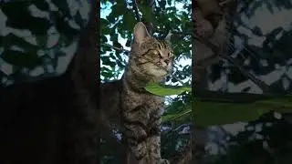 Jungle cat 😸😸😸