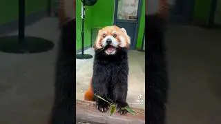 They say I look like a dog. Is it true?🧐🧐🧐#fy #fyp #trending #cute #adorable #redpanda #love