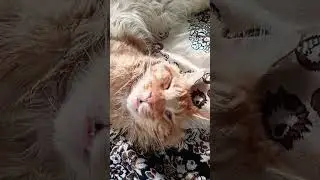 Как прожить без интернета #кот#смешные котики#юмор.