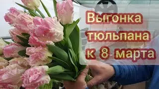 Выгонка тюльпана к 8 марта сорт Кабанна