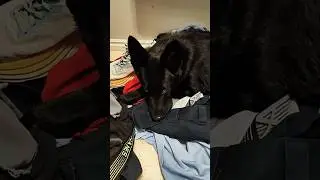 Does your dog do this?   #puppy #gsd #dog #germanshepherd
