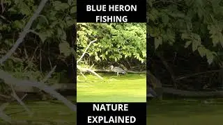Blue Heron Fishing   #photography #blueheron  #wildlife