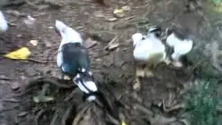 Bebek Masa Kini (umur 1 bulan)