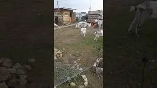 Свинка гуляет
