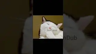 обычные комментарии в тик токе #шортс #шотс #мем #озвучкамемов