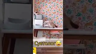 Суетолог