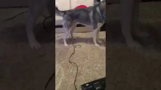 Алекс,хаски сходит с ума))