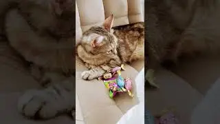 Хорошего дня#добрый котик#cat #мяу
