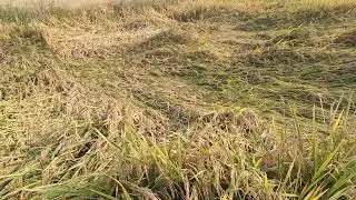 ବର୍ଷା ଯୋଗୁଁ ଫସଲ ନଷ୍ଟ 2025