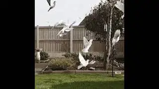 Pigeons And Doves Fly Up And Away