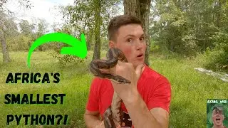The Ball Python! THE SMALLEST AFRICAN PYTHON!