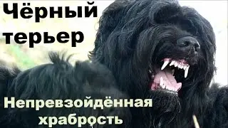 Чёрный терьер: сила и непревзойдённая храбрость. Порода выведена в СССР чекистами. Собака Сталина