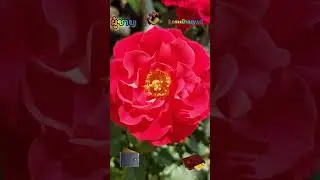 การมอบของขวัญวาเลนไทน์และสิ่งต้องห้าม