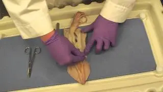 Hardin-Simmons Biology Department Squid Dissection Video