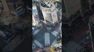 Discovering the Beauty of Shinjuku: A Stroll Through the Heart of Tokyo #shorts