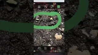 Всходы #shortvideo #москва #урожай #грядки #огурцы #горох #дача #огородкруглыйгод