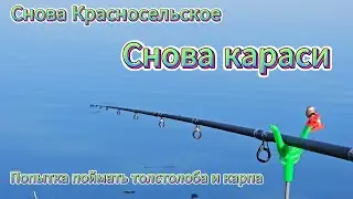 Снова Красносельское. Снова Караси. Попытка поймать толстолоба и карпа. Река Кочеты.
