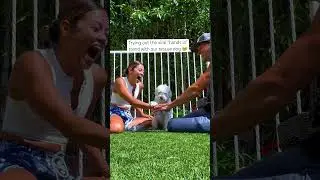 How did BonBon just KNOW!?🥹 #dogshorts #cutedogs #dogmom #dogsofinstagram #dogvideos #cutedogvideos