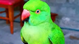 funny parrot | green parrot dancing | Indian green parrot