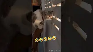 When Cat's Hear Neighbours Arguing 😆 