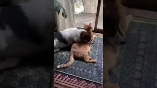 Обнимашки от друзьяшки...
