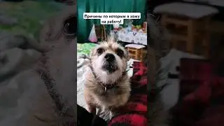 Причины по которым я хожу на работу 🤣