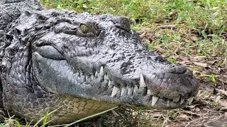 Crocodile Comes When Called