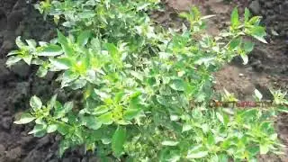 spraying with tractor in red chillies plants field | tractor  sprayer in red chillies crop