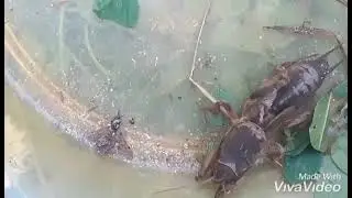Медведка. Послушайте звук, который издаёт медведка.
