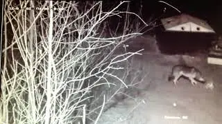 🐺 СРОЧНО!!! ВОЛКИ В 7 КМ ОТ РАХЬИ! В ПОСЁЛКЕ ДУНАЙ КАМЕРЫ ЗАПЕЧАТЛЕЛИ ВОЛКОВ У МУСОРНОГО БАКА