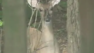 More deer in our village! We love them!