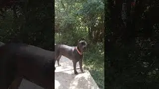 Кане Корсо! 🔥🧨 #канекорсо #canecorso #dog #dogargentino #americanbully