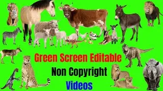 all animals green screen video |green screen effects animals running|cartoon elephant waliking