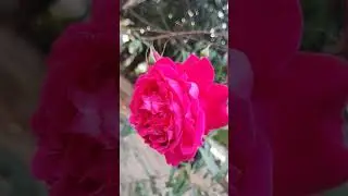 Flower status 🌹🌹#viral #tranding #agriculture #ytshorts #feed #flowers #status #new #rose