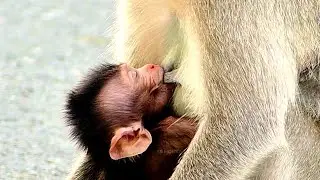 Adorable Little Baby Monkey Drink Milk Until Sleepy