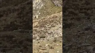 BIGFOOT Caught On Camera!