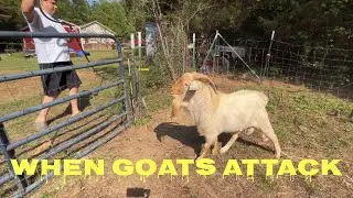 How to deal with rutting bucks. Why you need a Homestead logbook