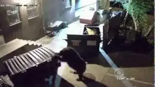 Çöp konteyneri çalan ayı