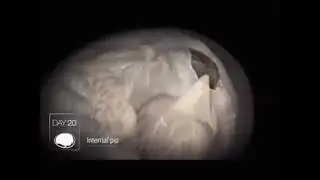 Yumurta Dişi Mucizesi