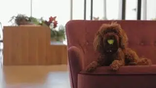 Went Fetch