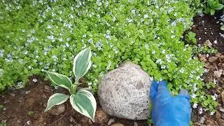 Вероника нитевидная