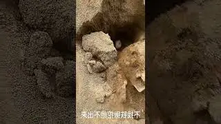 Hilarious Moments with Golden Hamsters! 