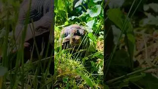 Our trip to the park yesterday 🥰🐢🐕 #tortoise #redfootedtortoise #reptiles