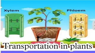 transportation in plants - पादपों मे परिवहन | Knowledge TV